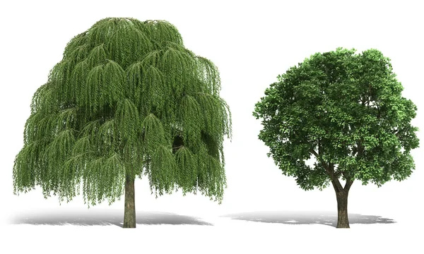 Beyaz arka plan üzerinde 3D ağaç işleme — Stok fotoğraf