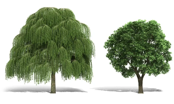 Arbre 3d rendu sur fond blanc — Photo