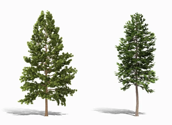 Arbre 3d rendu sur fond blanc — Photo