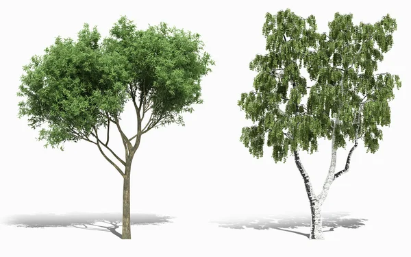 3d árbol de representación sobre fondo blanco —  Fotos de Stock