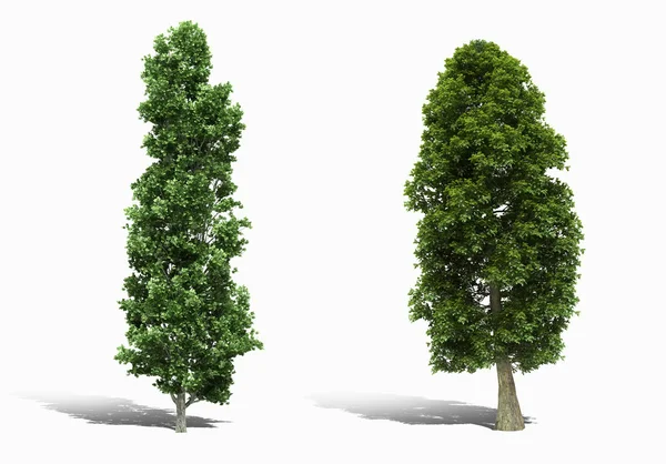 Arbre 3d rendu sur fond blanc — Photo