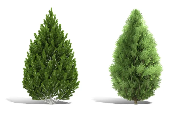 Rendering albero 3d su sfondo bianco — Foto Stock