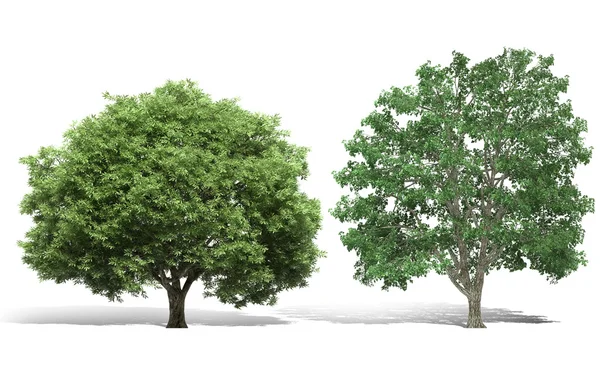 Renderowania 3D drzewa na białym tle — Zdjęcie stockowe