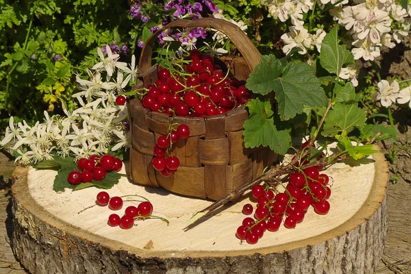 Red currants in a wicker basket on a stump in the summer garden . — Stock Photo, Image