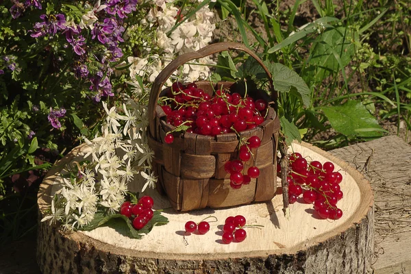 Coacăze roșii într-un coș de răchită pe un ciot în grădina de vară  . — Fotografie, imagine de stoc