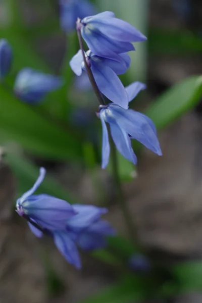 Blauwe sneeuwklokjes in het voorjaar op een weide. — Stockfoto