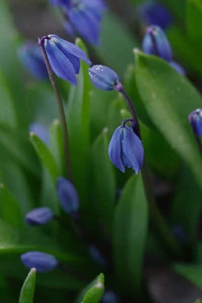 Blue snowdrops in spring on a meadow. — Stock Photo, Image