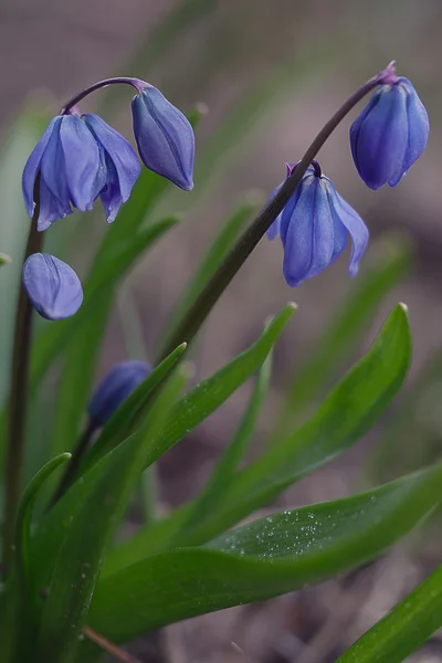 Blue snowdrops in spring on a meadow. — Stock Photo, Image