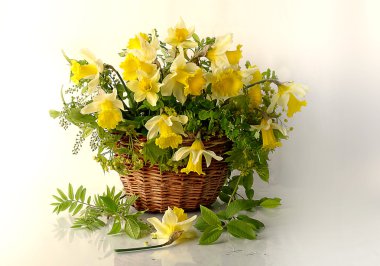 Bahar, sarı nergis hafif bir arka plan üzerinde bir hasır sepet içinde. Buket sarı çiçek. Çiçekli natürmort.