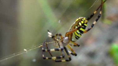 bir web Spider örgüleri