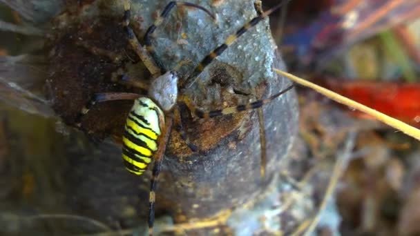 Spider weaves a web of — Stock Video