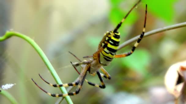 Aranha tece uma teia de — Vídeo de Stock