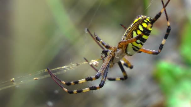 Spinne webt ein Netz aus — Stockvideo