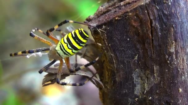 Araña teje una red de — Vídeos de Stock