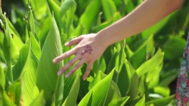 Dokunduğu bir tropikal çiçek yürürken. Yakın çekim