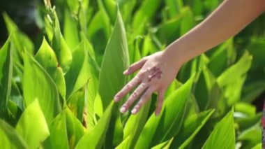 Dokunduğu bir tropikal çiçek yürürken. Yakın çekim