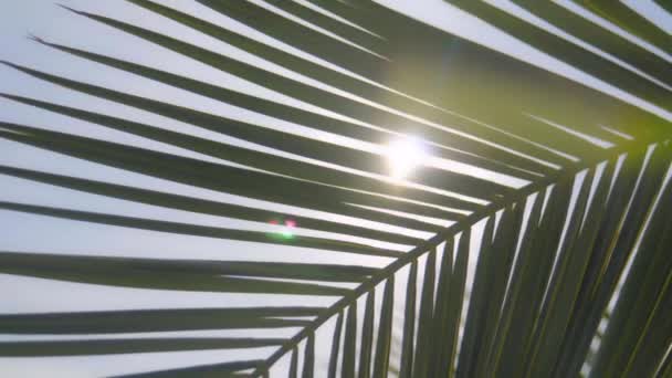 Los rayos del sol hacen su camino a través de las ramas de las palmeras — Vídeo de stock