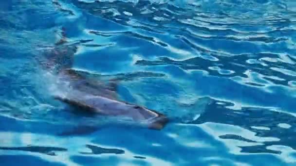 Veselý delfín ukazuje triky. Delfíní show v delfináriu. Zpomalený pohyb — Stock video