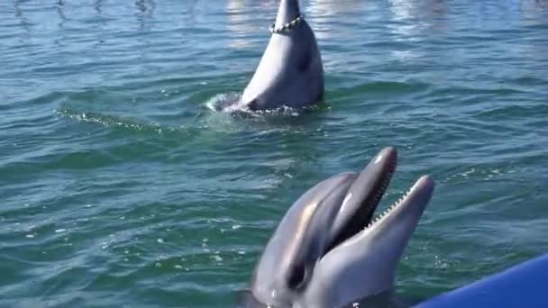 Golfinhos engraçados fazem truques. Torça o aro. Espectáculo de golfinhos. Movimento lento — Vídeo de Stock