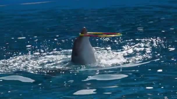 Um golfinho alegre está girando um arco. Espectáculo de golfinhos no golfinário. Devagar. — Vídeo de Stock