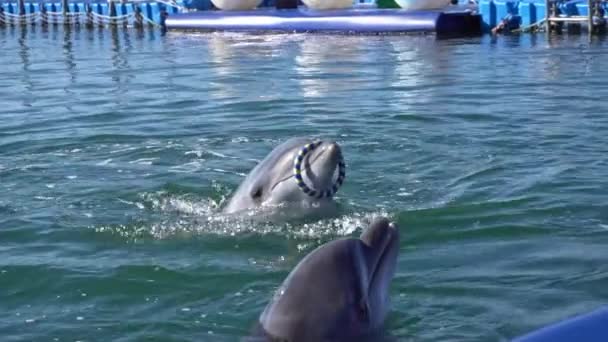 Golfinhos engraçados fazem truques, divertem crianças. Espectáculo de golfinhos. Devagar. — Vídeo de Stock