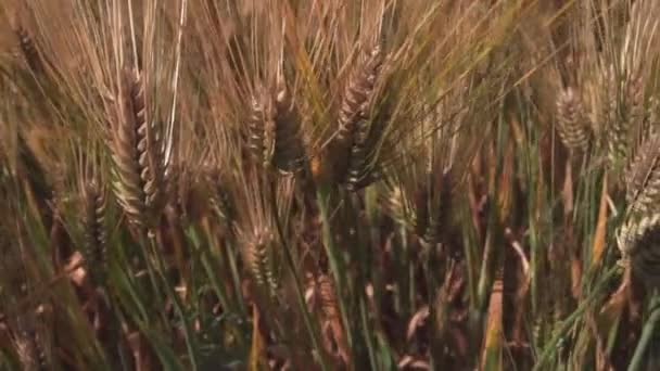 Un champ de céréales, un champ d'orge en gros plan — Video