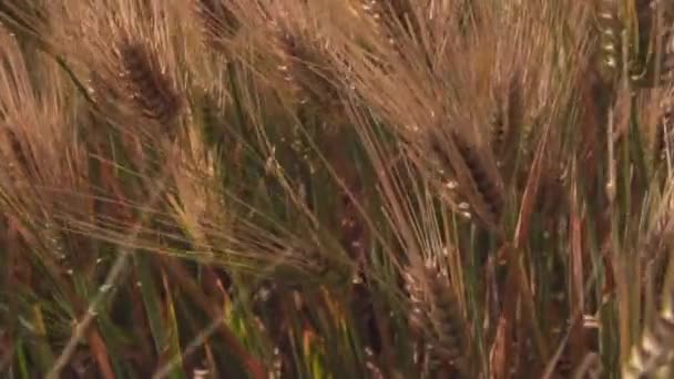 Um campo com cereais, um campo de cevada em close-up — Vídeo de Stock