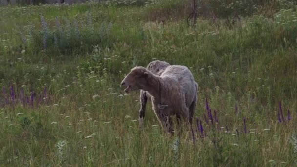 Moutons en laisse broutent sur une prairie de fleurs — Video