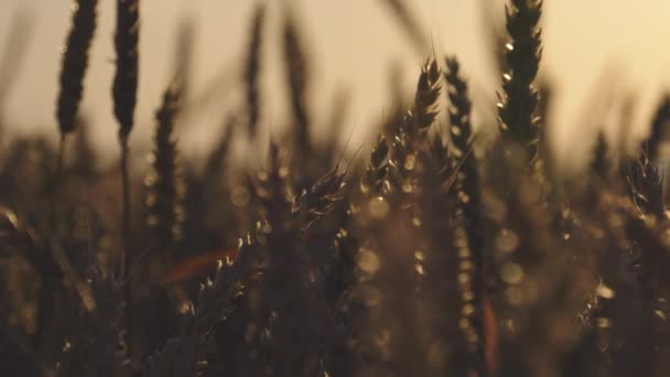 Cereales de un campo de trigo al amanecer, deslumbramiento, primer plano — Vídeos de Stock