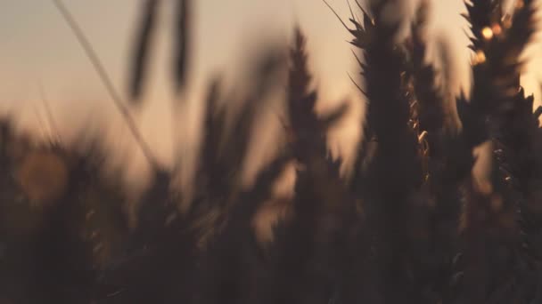 Granen van een tarweveld bij zonsopgang, schittering, close-up — Stockvideo