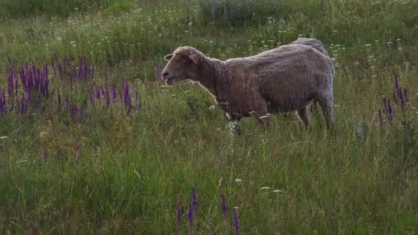 Sheep on a leash graze on a flower meadow — Stock Video