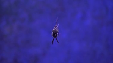 Banggai kardinalbalığı, Pterapogon kauderni, Apogonidae familyasından tropikal balık.