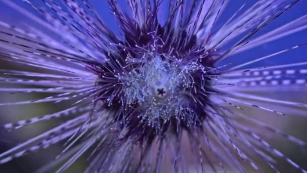 Close Up di riccio di mare sulla barriera corallina con superficie blu dell'acqua sullo sfondo — Video Stock