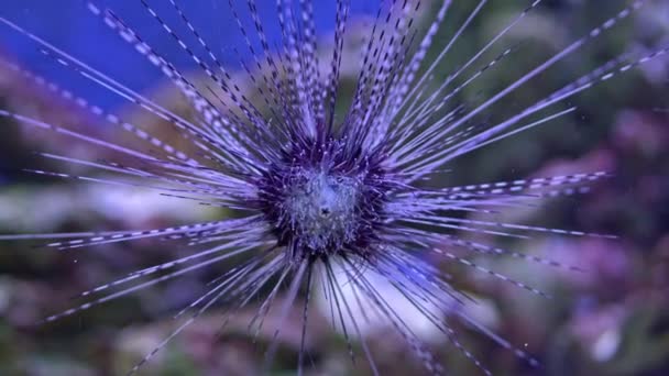 Close Up di riccio di mare sulla barriera corallina con superficie blu dell'acqua sullo sfondo — Video Stock