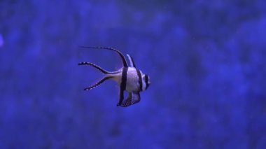 Banggai kardinalbalığı Pterapogon kauderni, Apogonidae familyasından tropik bir balık.