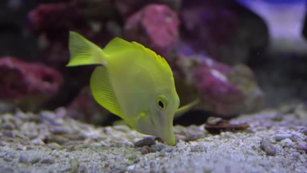 黄汤，斑马鱼片，鱼沿着珊瑚礁在水族馆游来游去 — 图库视频影像
