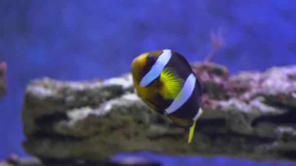 Payaso tropical submarino, Amphiprion bicinctus, Acuario exótico — Vídeo de stock