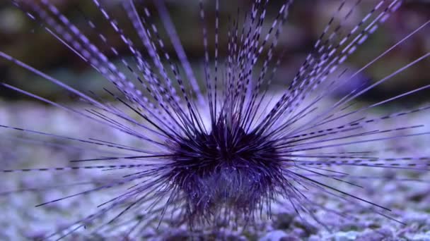 Close Up of Sea Urchin no recife de coral com superfície de água azul no fundo — Vídeo de Stock