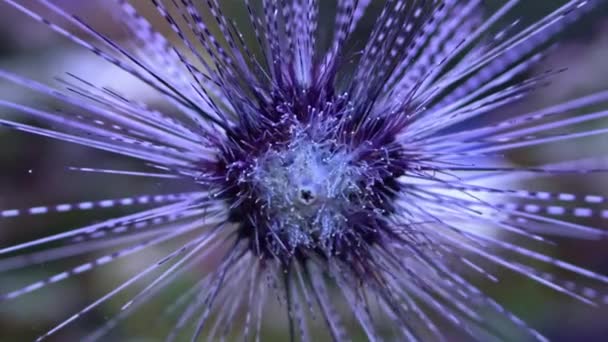 Close Up of Sea ježek na korálovém útesu s modrou vodní hladinou na pozadí — Stock video