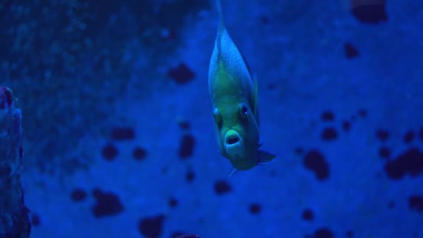 Exotische vissen, een bewoner van koraalriffen zwemt op een blauwe achtergrond. 4k-beelden — Stockvideo