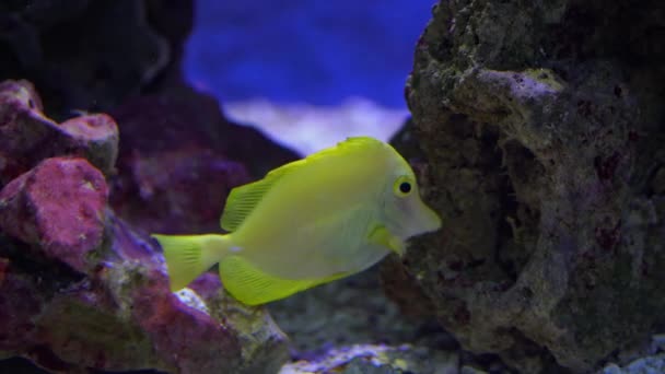 Een gele tang, Zebrasoma flavescens, vis zwemt mee een koraal rif een aquarium — Stockvideo