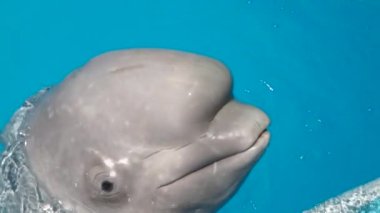 Dolphinarium. Mavi bir havuzda, temiz suyu olan iki neşeli yunus..