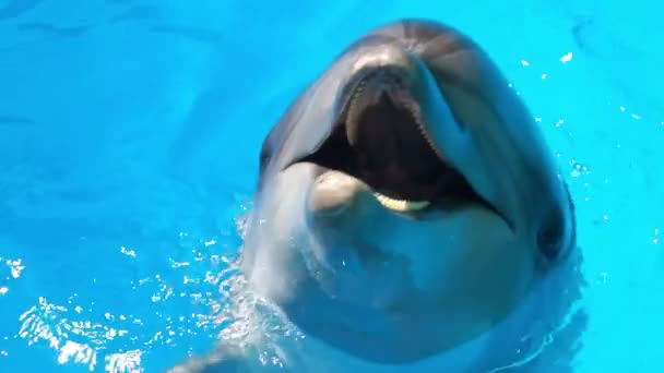 イルカ館。澄んだ水の青いプールの2つの遊び心のあるイルカ. — ストック動画
