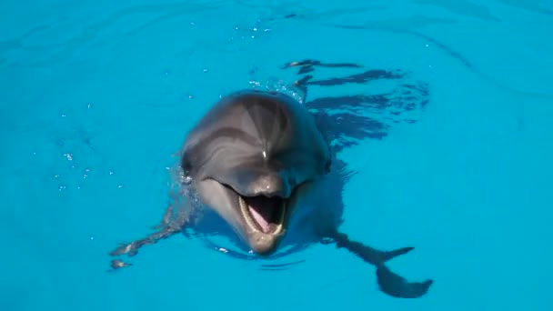 Dolphinarium. Éclaboussures de dauphins dans l'eau claire, Gros plan — Video