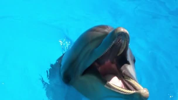 Dolphinarium. Éclaboussures de dauphins dans l'eau claire, Gros plan — Video