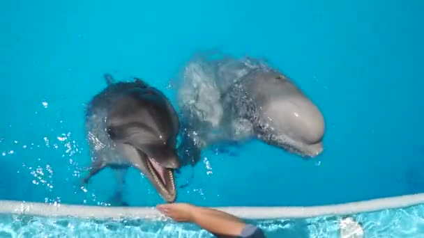 Dolfinarium. Een tuimelaar en een witte walvis hebben contact met een mens. — Stockvideo