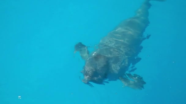 Dolphinarium. La baleine blanche communique et entre en contact avec les humains, — Video