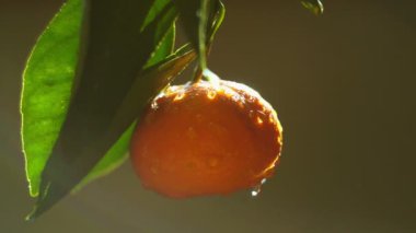 Bir sprey su mandalina meyve. Güneş parlamayı