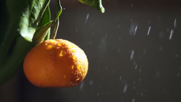 Tangerine fruit in a spray of water. The glare of the sun — Stock Video