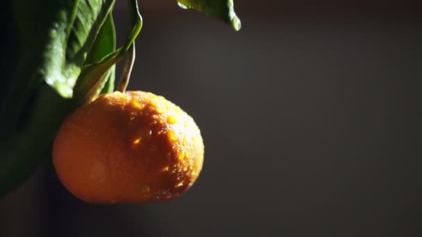 Плоды мандарина в брызгах воды. Яркий свет солнца — стоковое видео